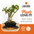 Ho Yoku Black Lava Rock (Scoria) – Bonsai Soil Aggregate for Drainage & Structure