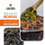 Ho Yoku Black Lava Rock (Scoria) – Bonsai Soil Aggregate for Drainage & Structure