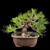 Compact Japanese Black Pine — Mature Trunk, Balanced Structure (35+ Years)