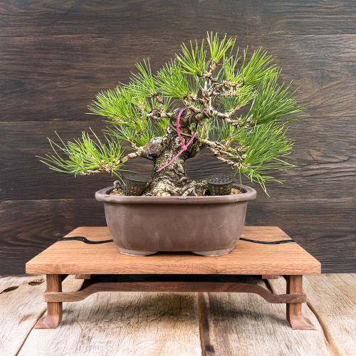 Compact Japanese Black Pine — Mature Trunk, Balanced Structure (35+ Years)