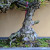 Black Pine With Big Roots in an Unglazed Ceramic Pot (No. 15582)