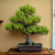 Black Pine With Big Roots in an Unglazed Ceramic Pot (No. 15582)