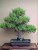 Black Pine With Big Roots in an Unglazed Ceramic Pot (No. 15582)
