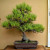 Black Pine With Big Roots in an Unglazed Ceramic Pot (No. 15582)