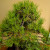 Black Pine With Big Roots in an Unglazed Ceramic Pot (No. 15582)