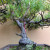 Black Pine With Big Roots in an Unglazed Ceramic Pot (No. 15582)