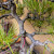 Black Pine With Big Roots in an Unglazed Ceramic Pot (No. 15582)