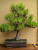 Black Pine With Big Roots in an Unglazed Ceramic Pot (No. 15582)
