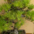 Black Pine With Big Roots in an Unglazed Ceramic Pot (No. 15582)