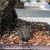 Bonsai Fertilizer Baskets – Clean, Controlled Feeding for Healthier Trees