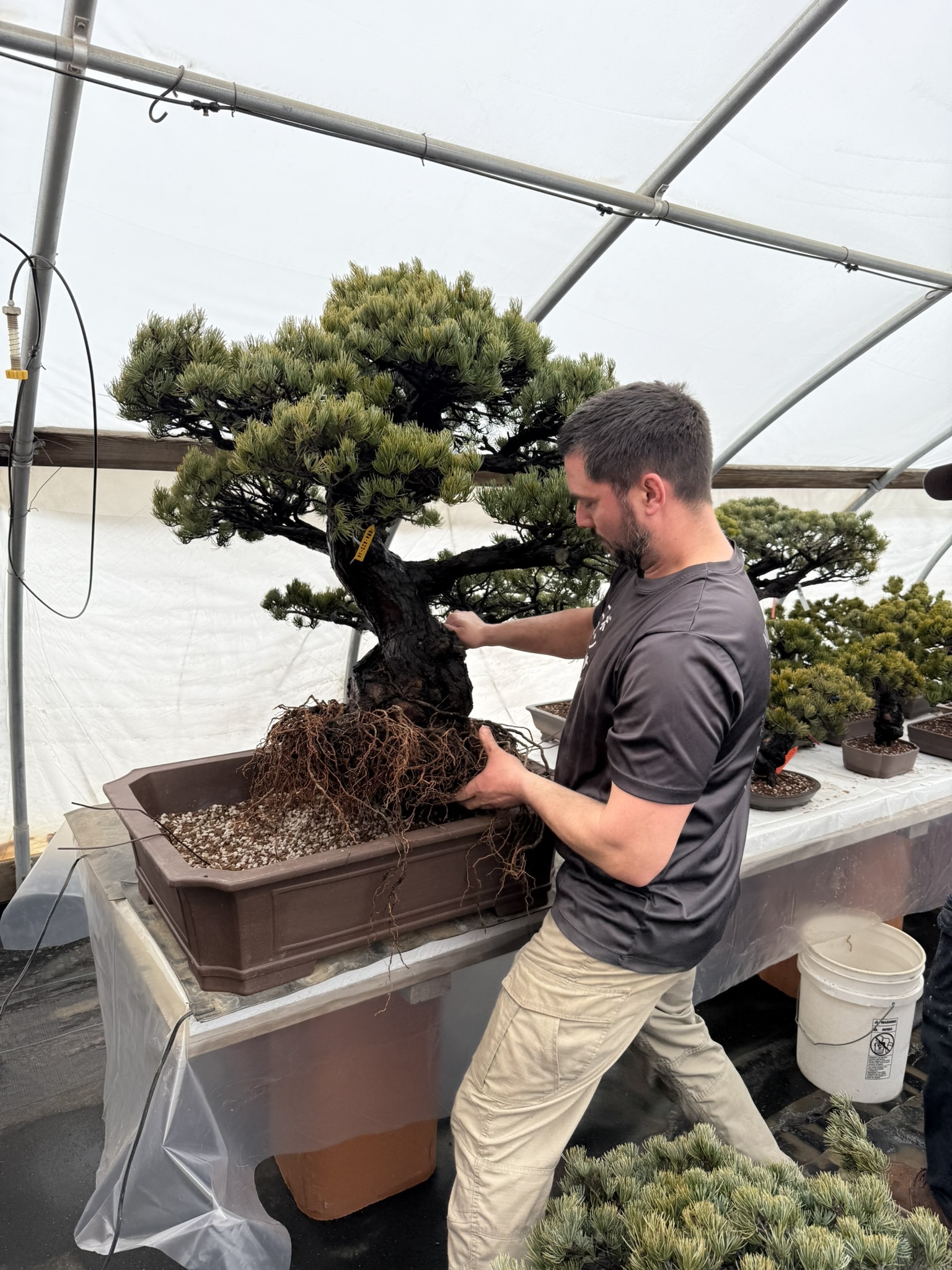 Bonsai Silhouette