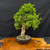 Gerald Rainville Grown Kishu Shimpaku – 35+ Year Old Styled by Peter Olson No. 22524