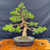 Graceful 35+ Year Old Shimpaku 'Kishu' - Movement with Natural Trunk Line – Mica Pot – No. 22731