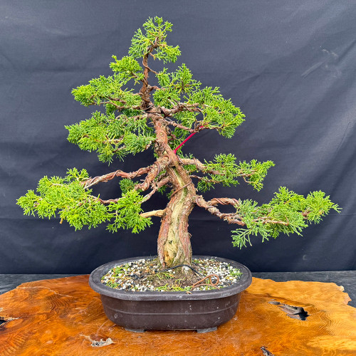 Graceful 35+ Year Old Shimpaku 'Kishu' - Movement with Natural Trunk Line – Mica Pot – No. 22731