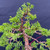Graceful 35+ Year Old Shimpaku 'Kishu' - Movement with Natural Trunk Line – Mica Pot – No. 22731
