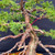 Graceful 35+ Year Old Shimpaku 'Kishu' - Movement with Natural Trunk Line – Mica Pot – No. 22731