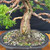Graceful 35+ Year Old Shimpaku 'Kishu' - Movement with Natural Trunk Line – Mica Pot – No. 22731