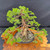 Graceful 35+ Year Old Shimpaku 'Kishu' - Movement with Natural Trunk Line – Mica Pot – No. 22731