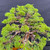 Gerald Rainville Grown Kishu Shimpaku – 35+ Year Old Styled by Peter Olson No. 22524
