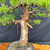 Gerald Rainville Grown Kishu Shimpaku – 35+ Year Old Styled by Peter Olson No. 22524