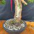 Gerald Rainville Grown Kishu Shimpaku – 35+ Year Old Styled by Peter Olson No. 22524
