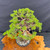 Gerald Rainville Grown Kishu Shimpaku – 35+ Year Old Styled by Peter Olson No. 22524