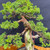 Gerald Rainville Grown Kishu Shimpaku – 35+ Year Old One-of-a-Kind Pre-Bonsai No. 22755