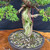 Gerald Rainville Grown Kishu Shimpaku – 35+ Year Old One-of-a-Kind Pre-Bonsai No. 22755