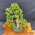 Gerald Rainville Grown Kishu Shimpaku – 35+ Year Old One-of-a-Kind Pre-Bonsai No. 22755