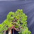 Gerald Rainville Grown Kishu Shimpaku – 35+ Year Old One-of-a-Kind Pre-Bonsai No. 22720