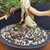 Gerald Rainville Grown Kishu Shimpaku – 35+ Year Old One-of-a-Kind Pre-Bonsai (No. 22527)