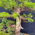 Gerald Rainville Grown Kishu Shimpaku – 35+ Year Old One-of-a-Kind Pre-Bonsai (No. 22547)