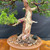 Massive Trunk with Powerful Presence – Jack Hoover Ceramic Pot – No. 15418 – No. 22731