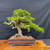 Dramatic Shimpaku with Deadwood – Exhibition Yixing Pot – No. 14366 Ceramic Pot – No. 14366