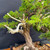 Dramatic Shimpaku with Deadwood – Exhibition Yixing Pot – No. 14366 Ceramic Pot – No. 14366