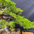 Dramatic Shimpaku with Deadwood – Exhibition Yixing Pot – No. 14366 Ceramic Pot – No. 14366