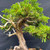 Dramatic Shimpaku with Deadwood – Exhibition Yixing Pot – No. 14366 Ceramic Pot – No. 14366