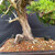 Dramatic Shimpaku with Deadwood – Exhibition Yixing Pot – No. 14366 Ceramic Pot – No. 14366
