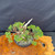 Gerald Rainville Grown Kishu Shimpaku – 35+ Year Old One-of-a-Kind Pre-Bonsai (No. 22527)