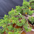 Gerald Rainville Shimpaku Kishu Bonsai – Styled by Pete Olson in Handmade Jack Hoover Pot No. 15429