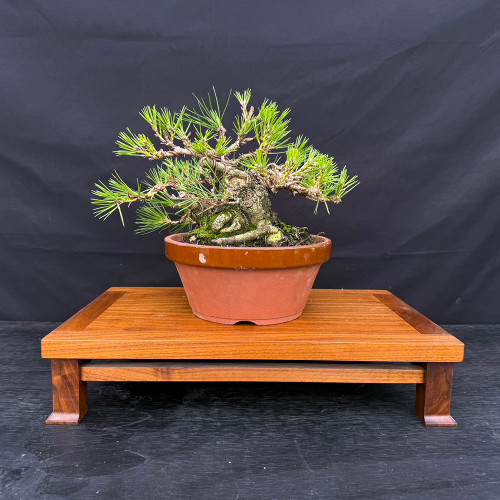 35+ Year Old Japanese Black Pine Bonsai – Gerald Rainville Grown in Tokoname Grow Pot No. 15481