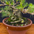 35+ Year Old Japanese Black Pine Bonsai – Gerald Rainville Grown in Tokoname Grow Pot No. 15481