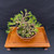 35+ Year Old Japanese Black Pine Bonsai – Gerald Rainville Grown in Tokoname Grow Pot No. 15481