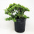 --SOLD OUT-- All-Inclusive Juniper “Karate Kid” Basics Workshop