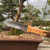 Hori Hori Knife - The All Purpose Tool