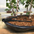Carbon Steel Traditional Bonsai Wire Cutters - Designed to Cut Wire Without Damaging the Branch.