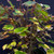 Clump-Style Trident Maple Pre-Bonsai – Multi-Trunk Form with Tapered Base (No. 14253)