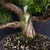 Gerald Rainville Grown Kishu Shimpaku – 35+ Year Old One-of-a-Kind Pre-Bonsai (No. 22543)