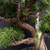 Gerald Rainville Grown Kishu Shimpaku – 35+ Year Old One-of-a-Kind Pre-Bonsai (No. 22543)