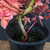 Japanese Maple Bonsai Tree – Vibrant Fall Foliage & Strong Trunk Structure No. 14516